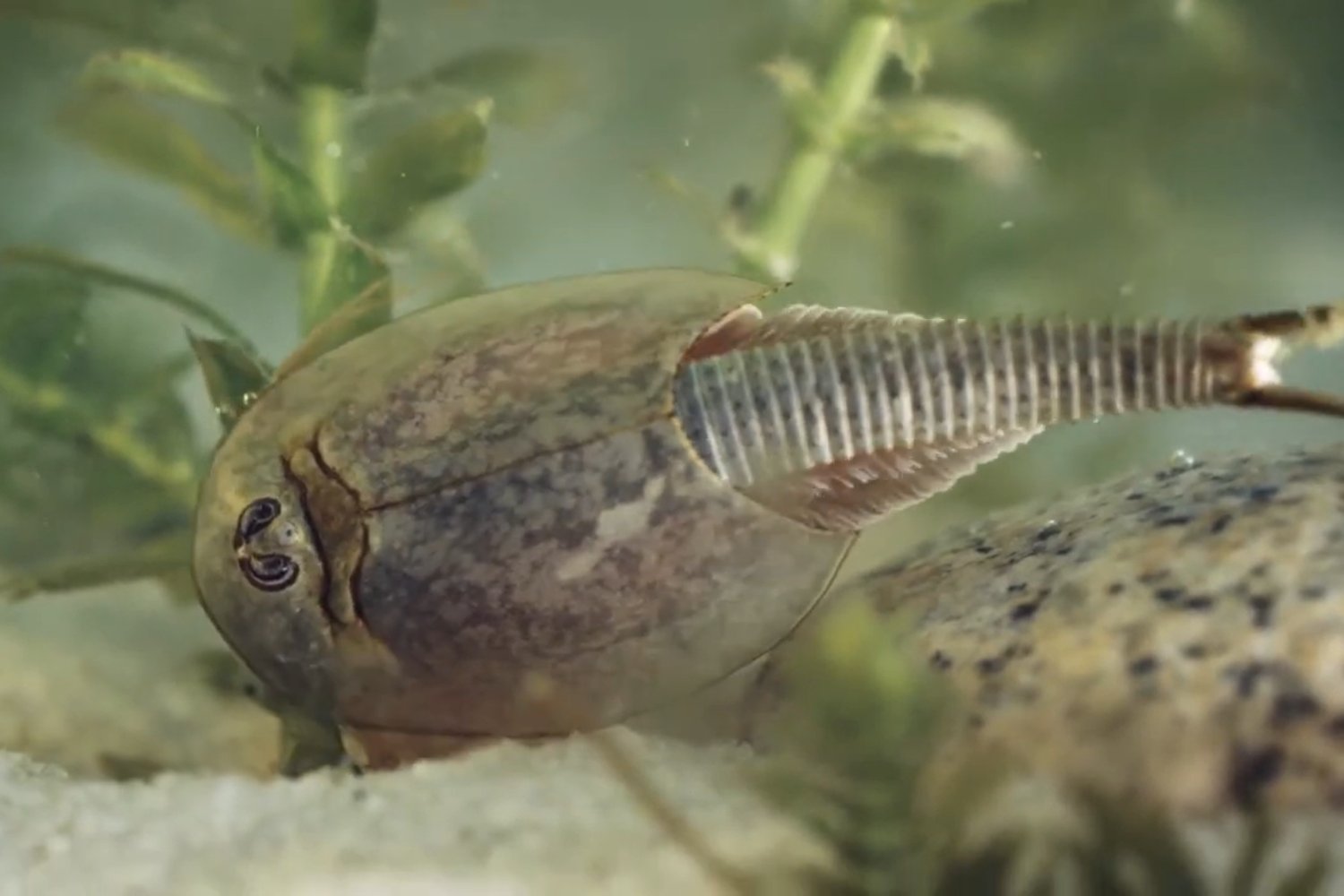 Triops cancriformis