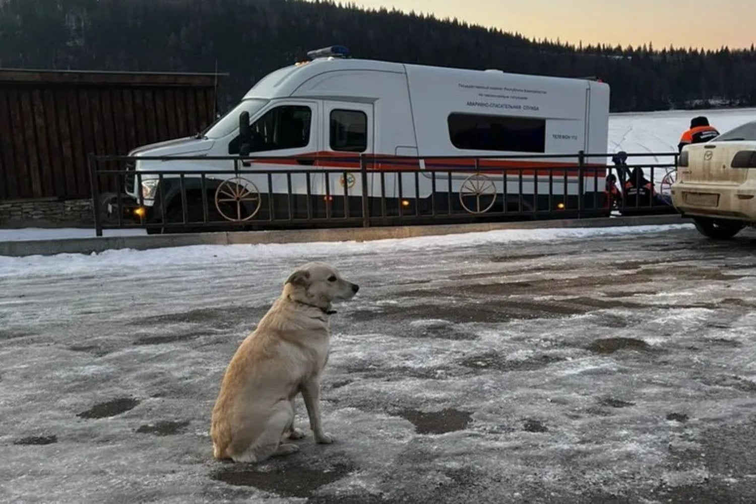 Perra Belka Rusia