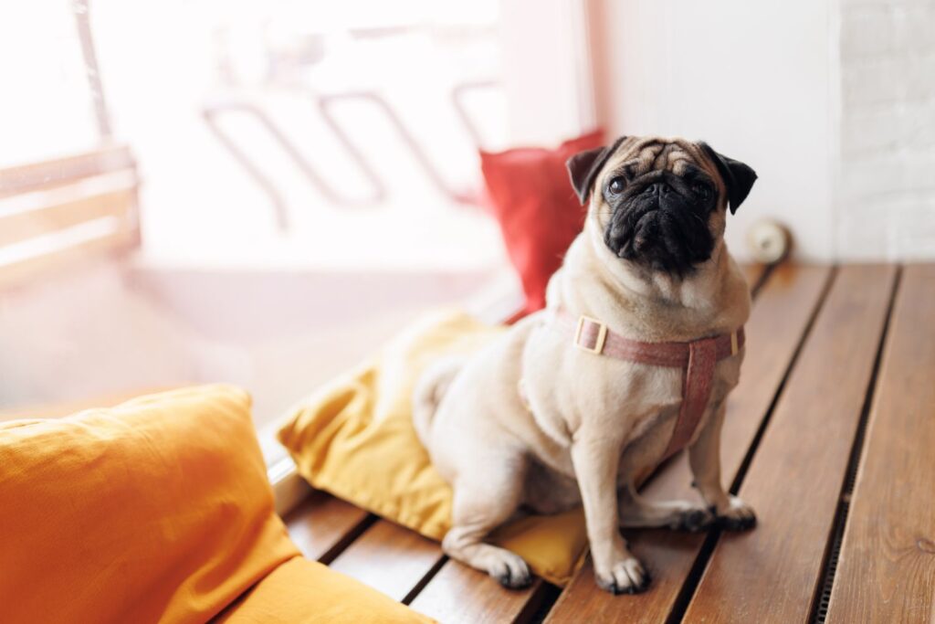 Diseño Sin Título 2024 11 20t110321.544