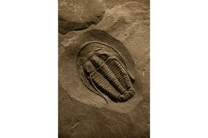 Diseño Sin Título (29)