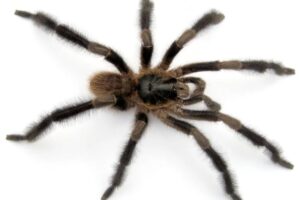 Tarántula