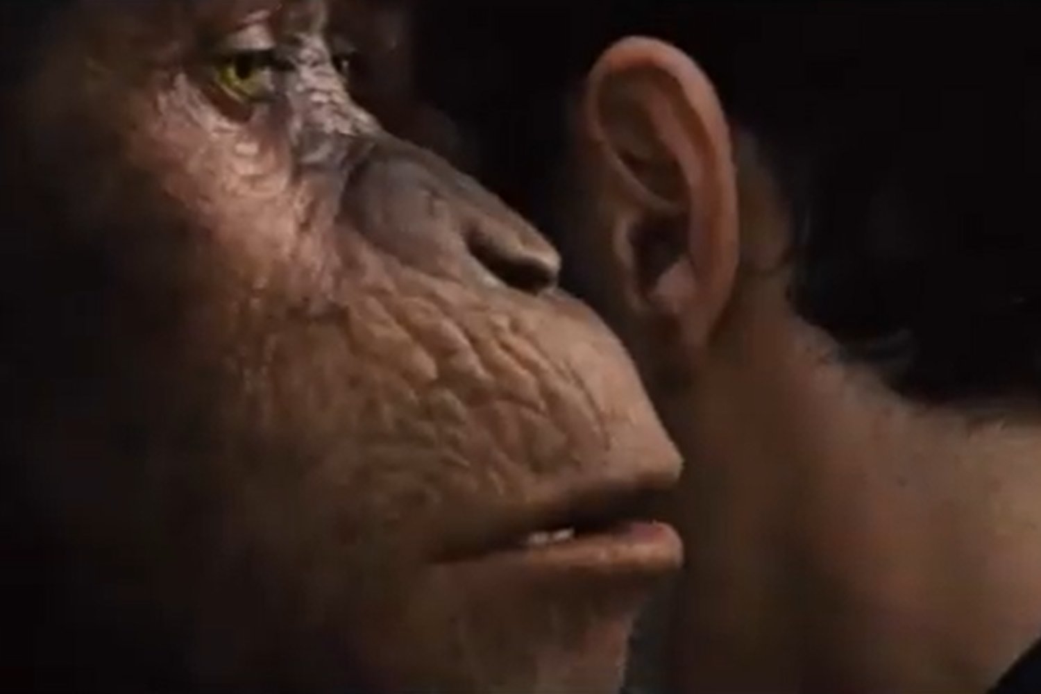 lenguaje en los grandes simios