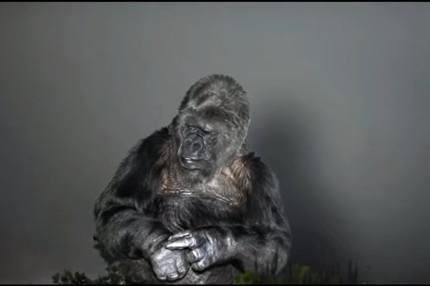 lenguaje en los grandes simios