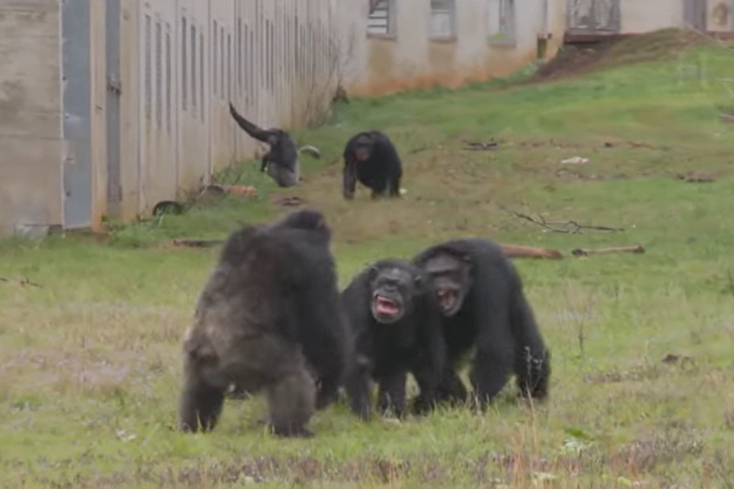 lenguaje en los grandes simios