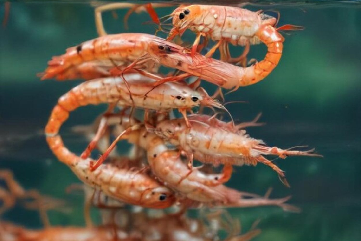 Los cangrejos sienten dolor