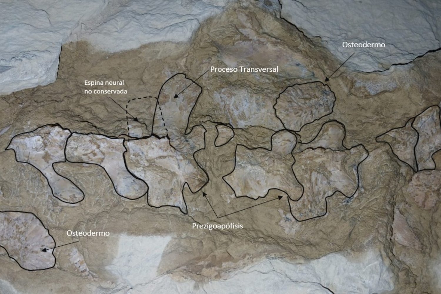 Cocodrilo 10 millones de años