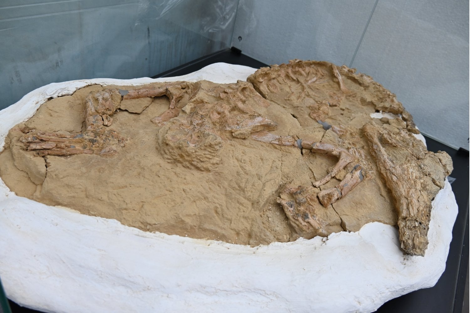 Fósil de un cocodrilo juvenil de hace 10 millones de años