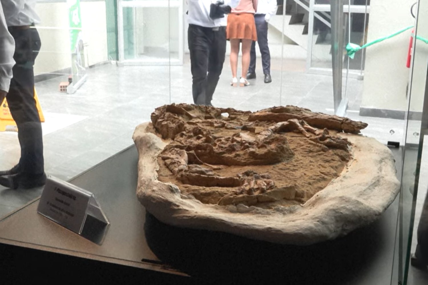 Fósil cocodrilo en Perú