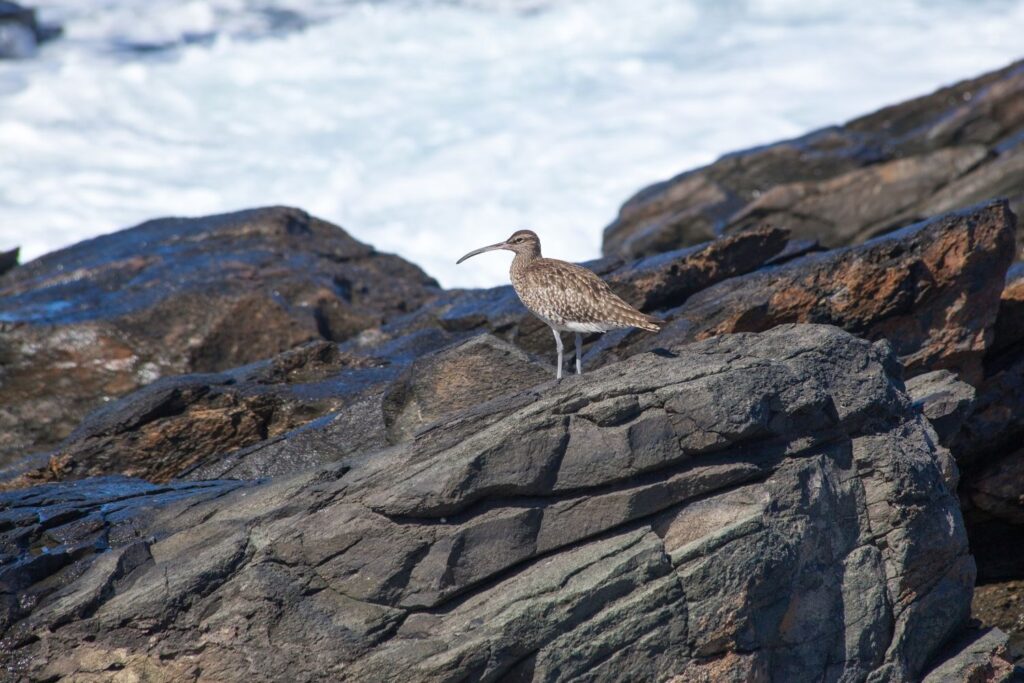 Diseño Sin Título (87)