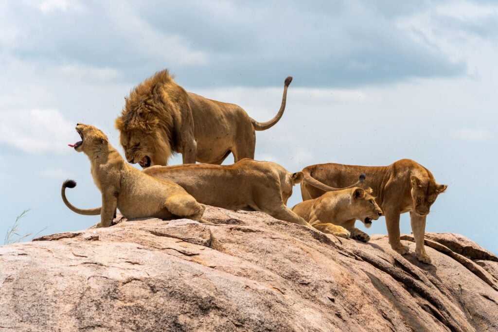 Diseño Sin Título (92)