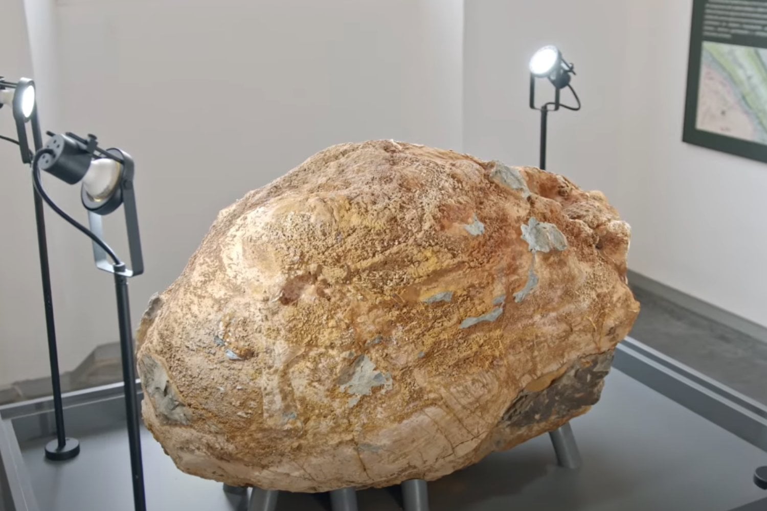 Explosion Cambrica Descubrimiento