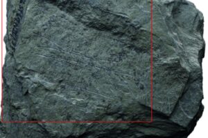 Hallazgo En Alemania