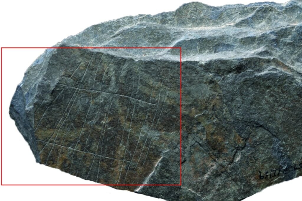 Hallazgo En Alemania