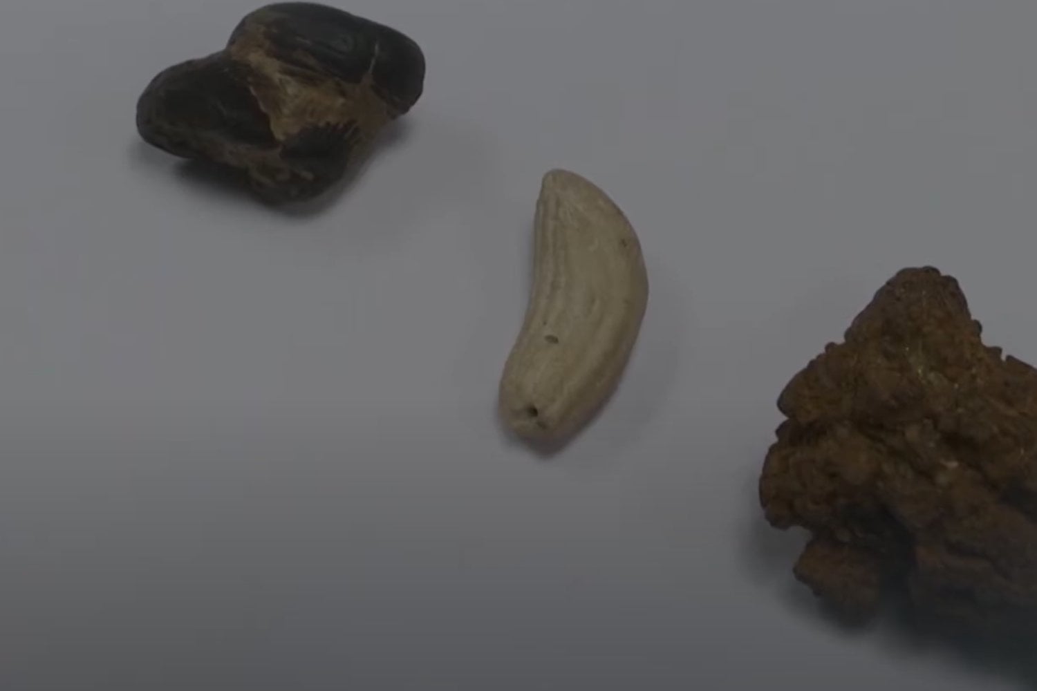 Heces Fosiles De Dinosaurios