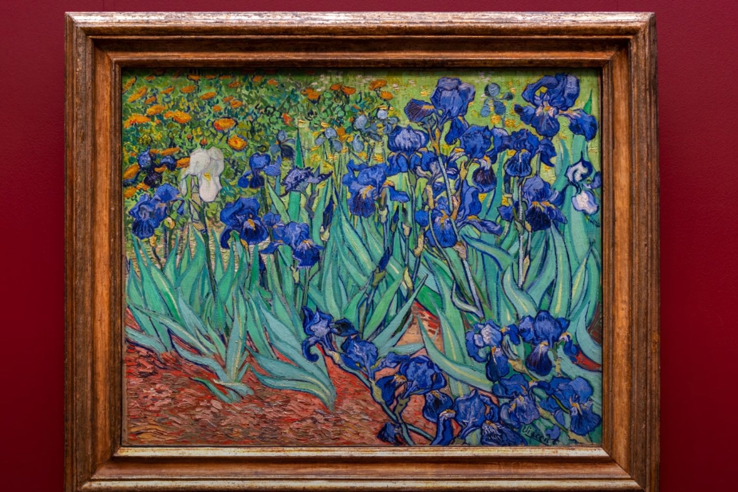 Los Lirios De Van Gogh Una Obra Que Revela Su Verdadero Color Tras los-lirios-de-van-gogh-una-obra-que-revela-su-verdadero-color-tras