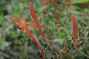 Muicle Planta Medicinal
