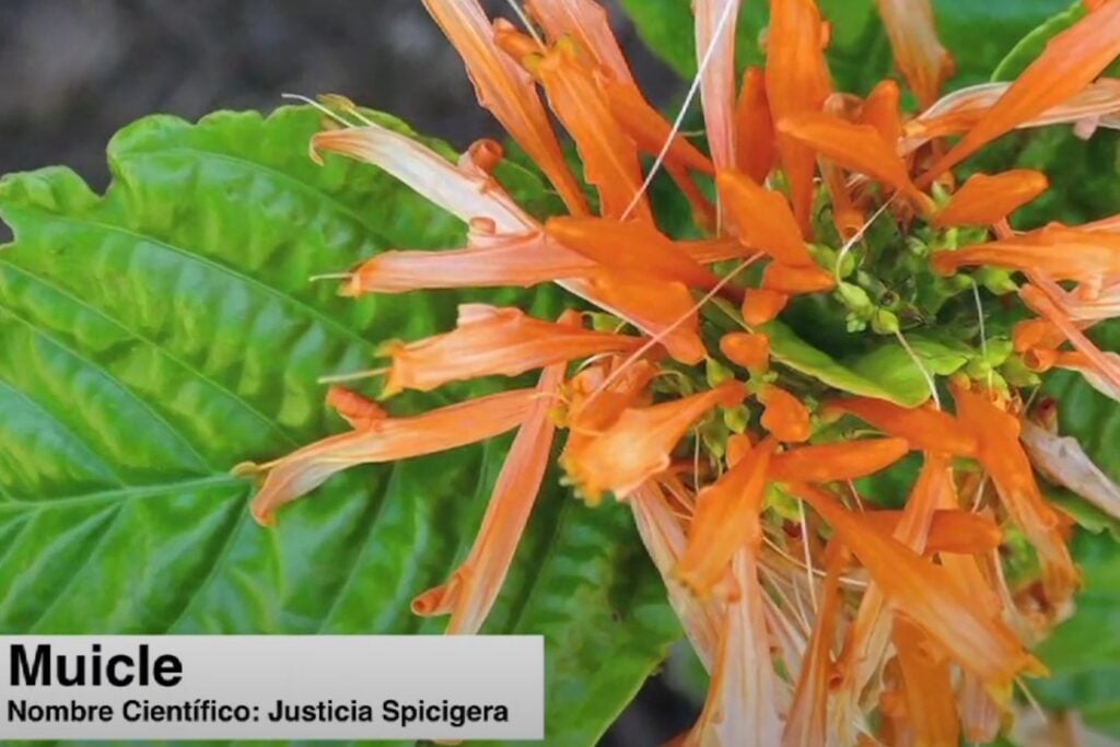 Muicle Planta Medicinal