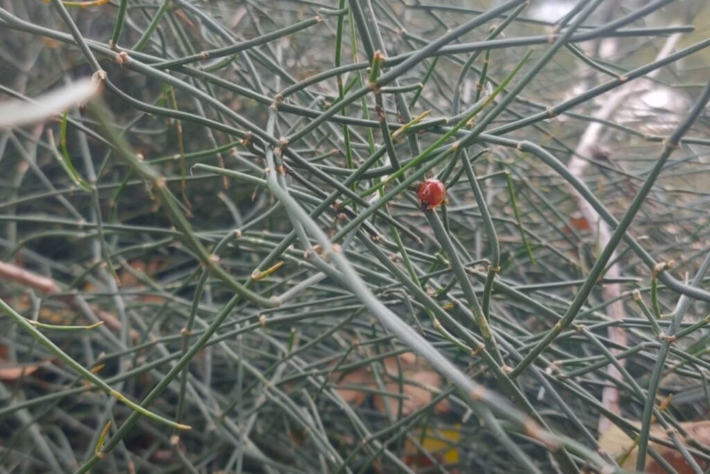 Planta Efedra Medicinal