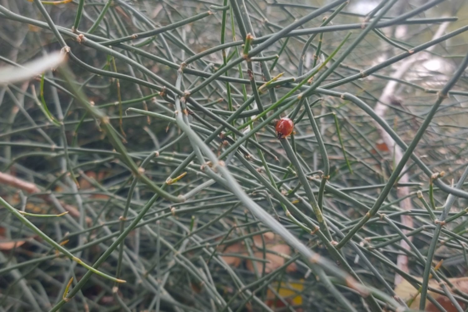 Planta Efedra Medicinal