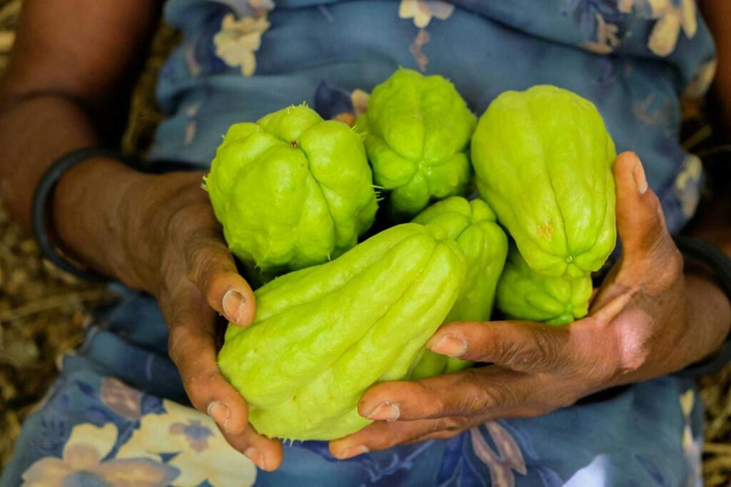 Propiedades Del Chayote