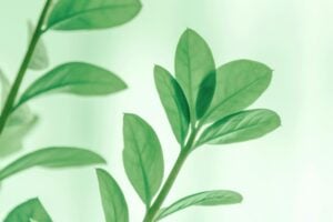 Usos Caseros Cascara De Platano