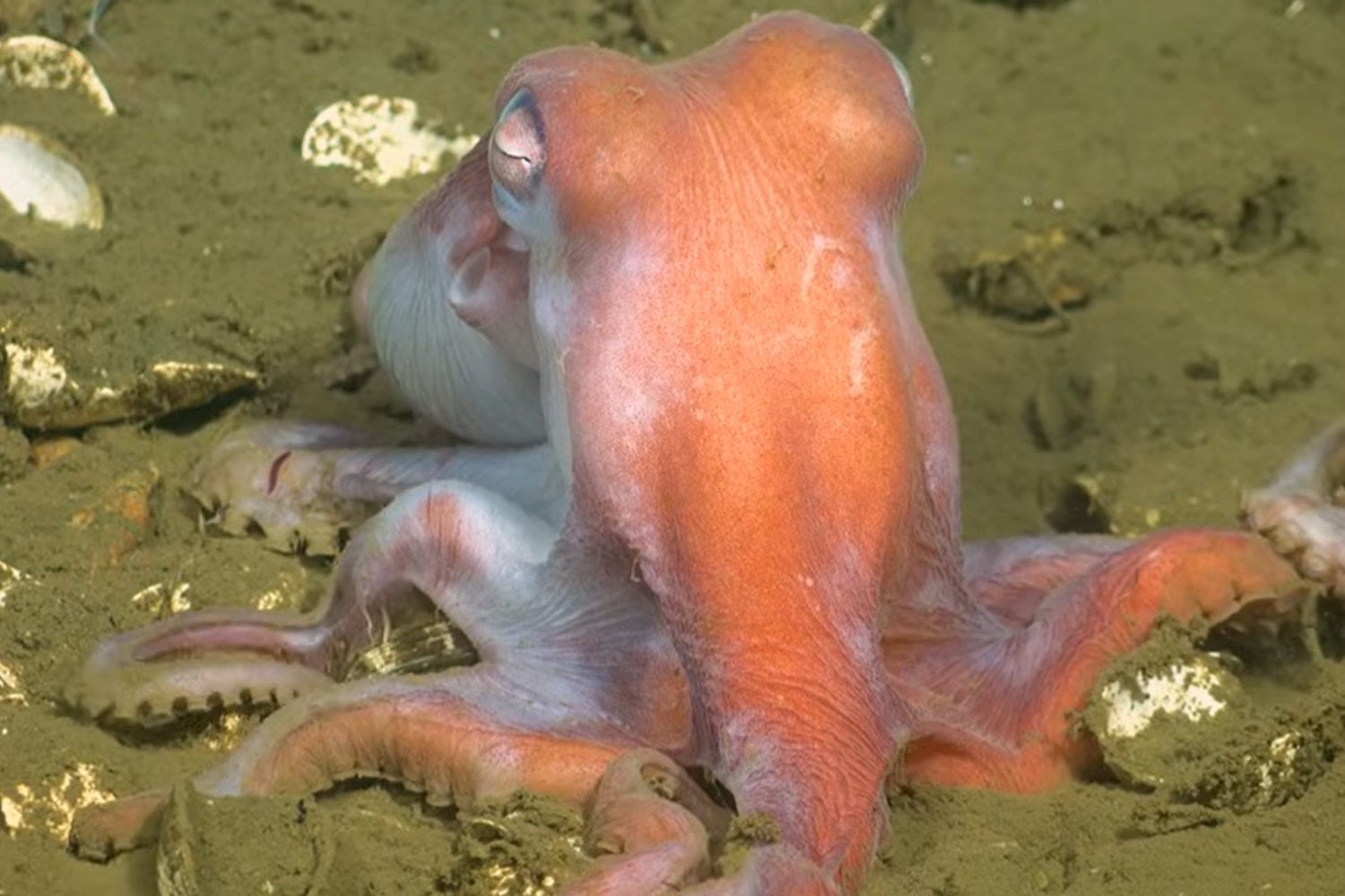 Descubren un ecosistema único en las profundidades del Océano Pacífico