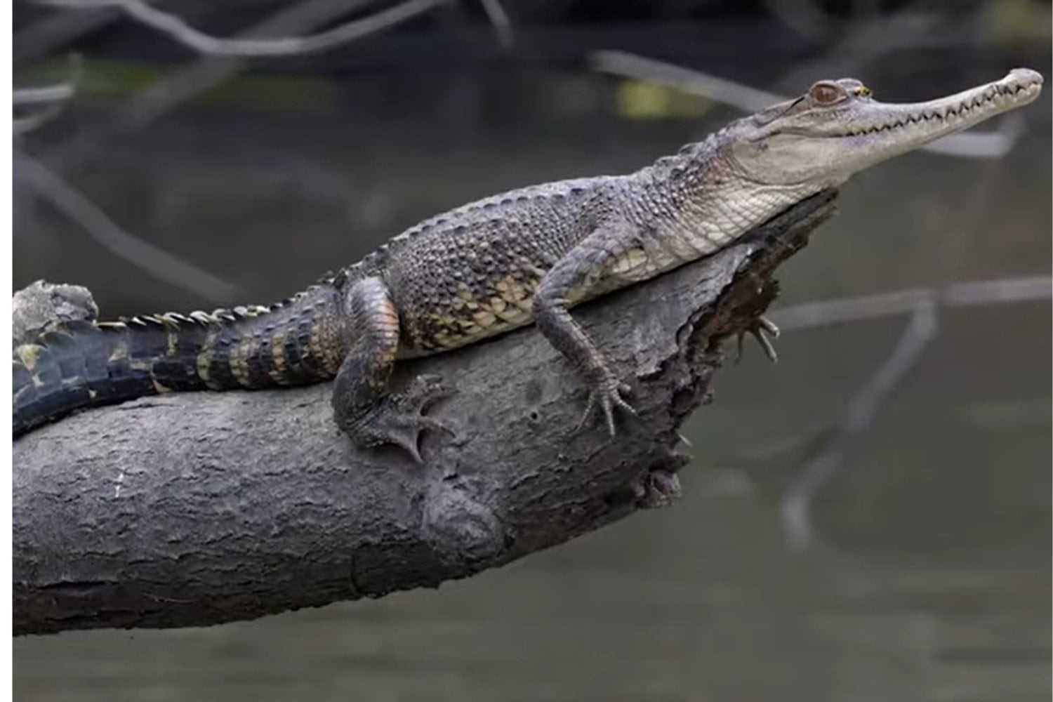 más de 700 nuevas especies en África central Congo