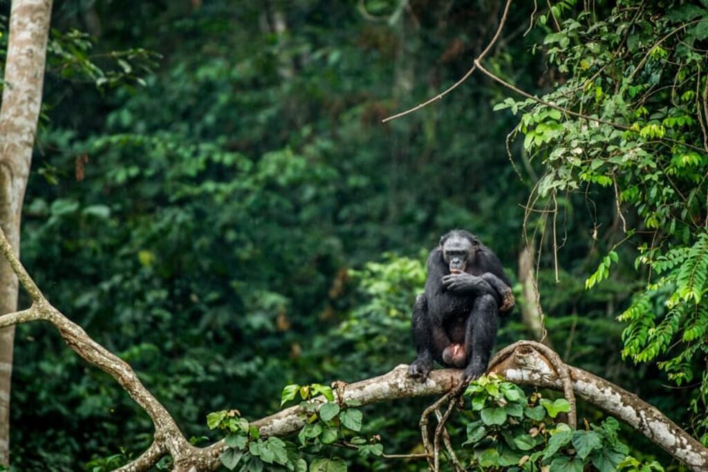 más de 700 nuevas especies en África central Congo