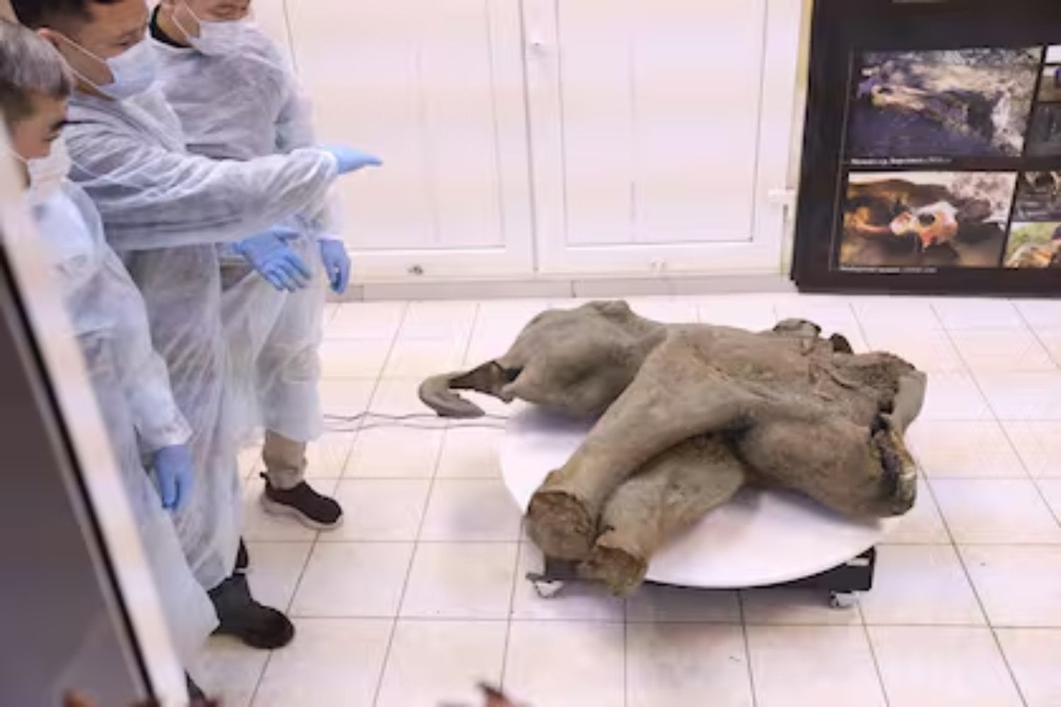 El sorprendente hallazgo de la bebé mamut mejor conservada del mundo