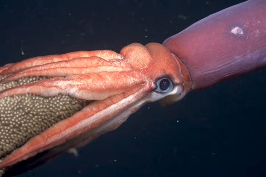 Descubren un ecosistema único en las profundidades del Océano Pacífico