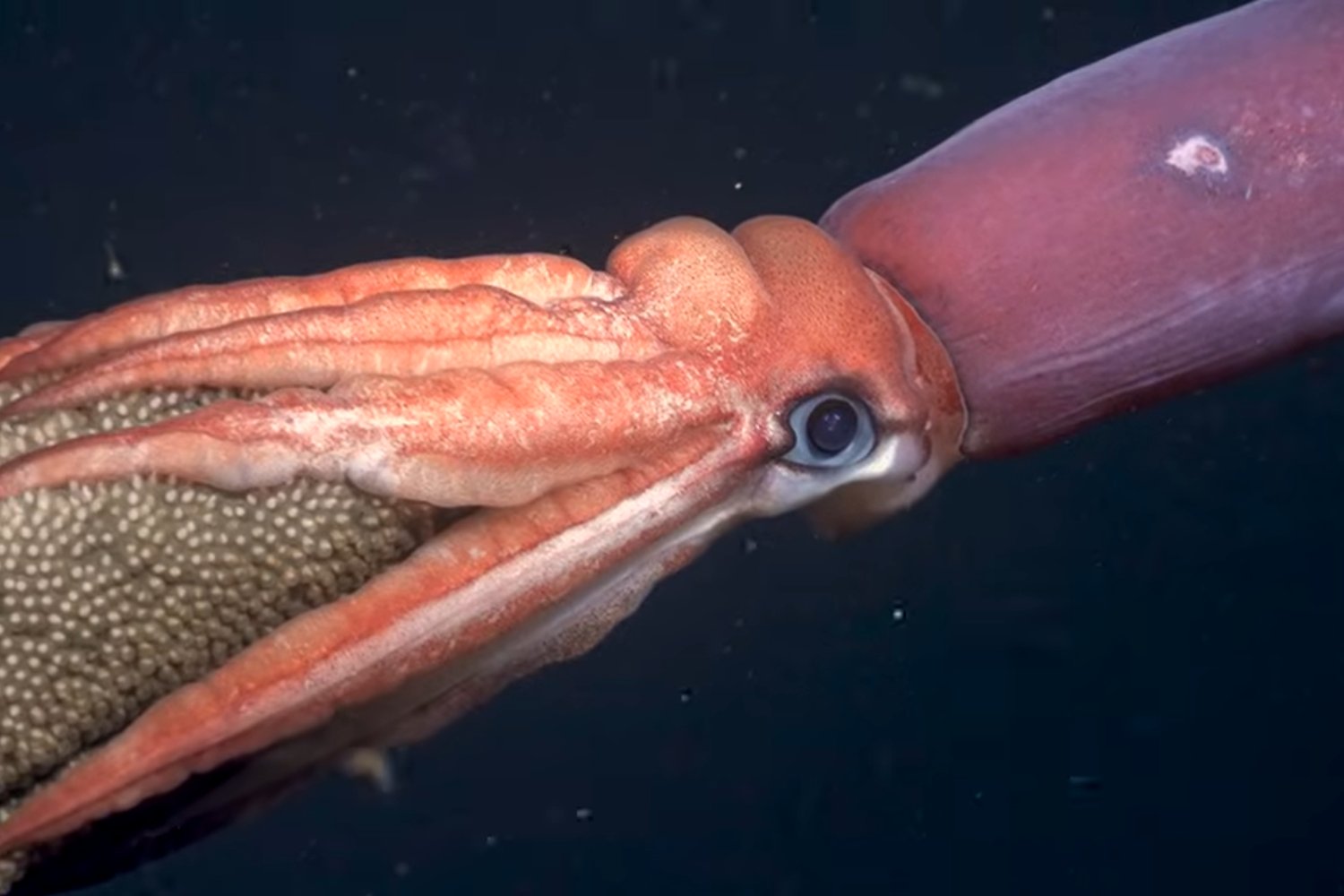 Descubren un ecosistema único en las profundidades del Océano Pacífico