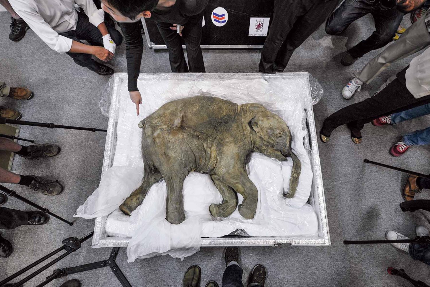 El sorprendente hallazgo de la bebé mamut mejor conservada del mundo