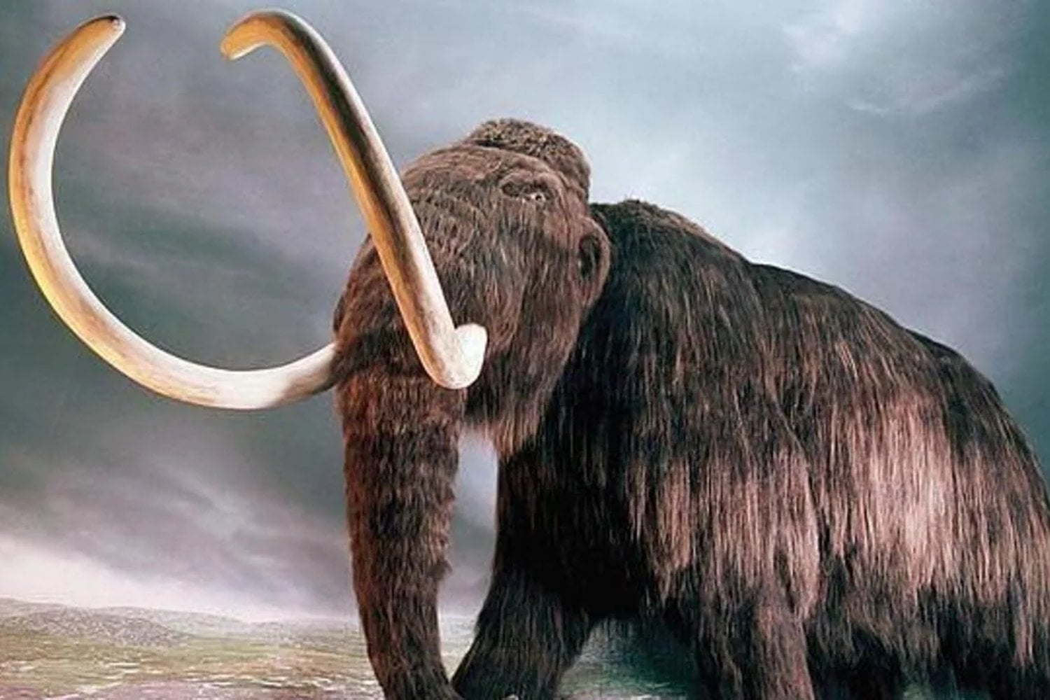 El sorprendente hallazgo de la bebé mamut mejor conservada del mundo