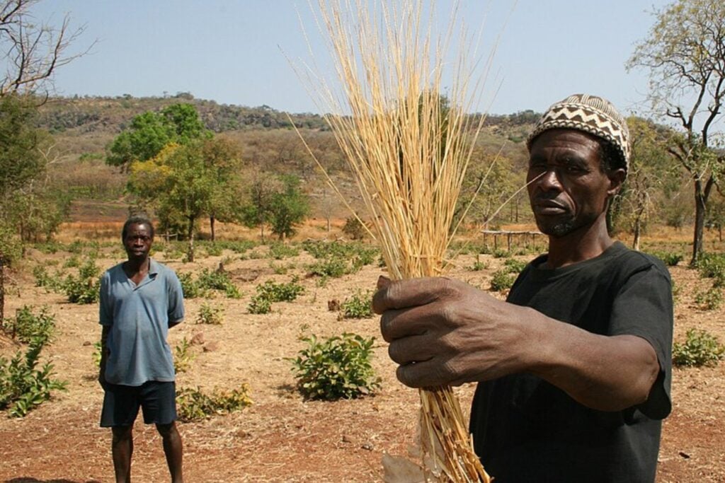 El superalimento ancestral que Bill Gates recomienda para un futuro sostenible: Fonio