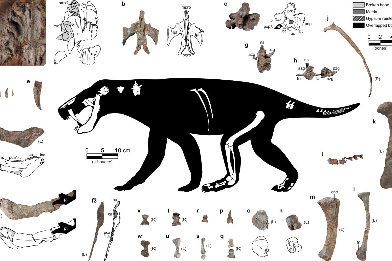 hallazgo prehistórico: el gorgonopsio más antiguo, un depredador clave en la evolución de los mamíferos
