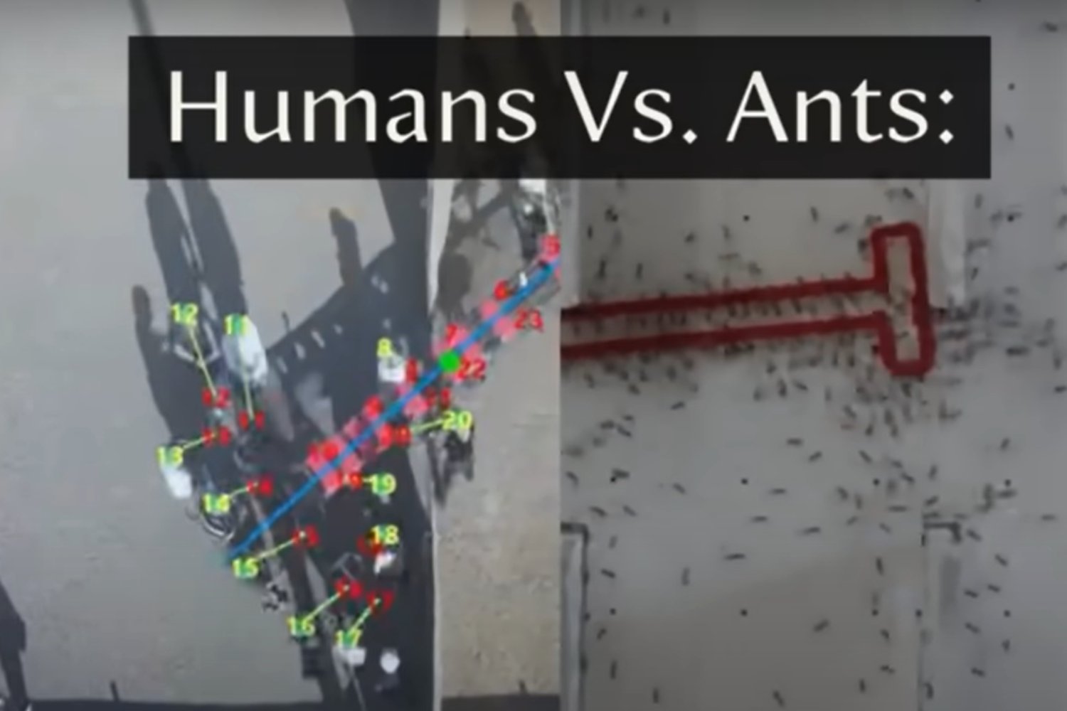 Hormigas vs. humanos: el sorprendente resultado de un estudio sobre inteligencia grupal