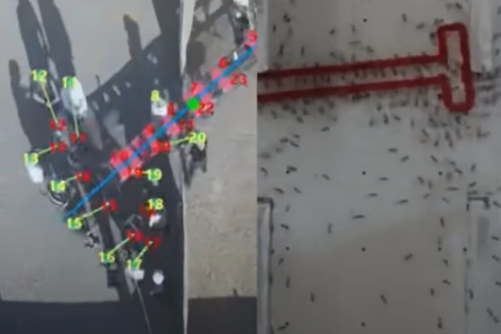 Hormigas vs. humanos: el sorprendente resultado de un estudio sobre inteligencia grupal