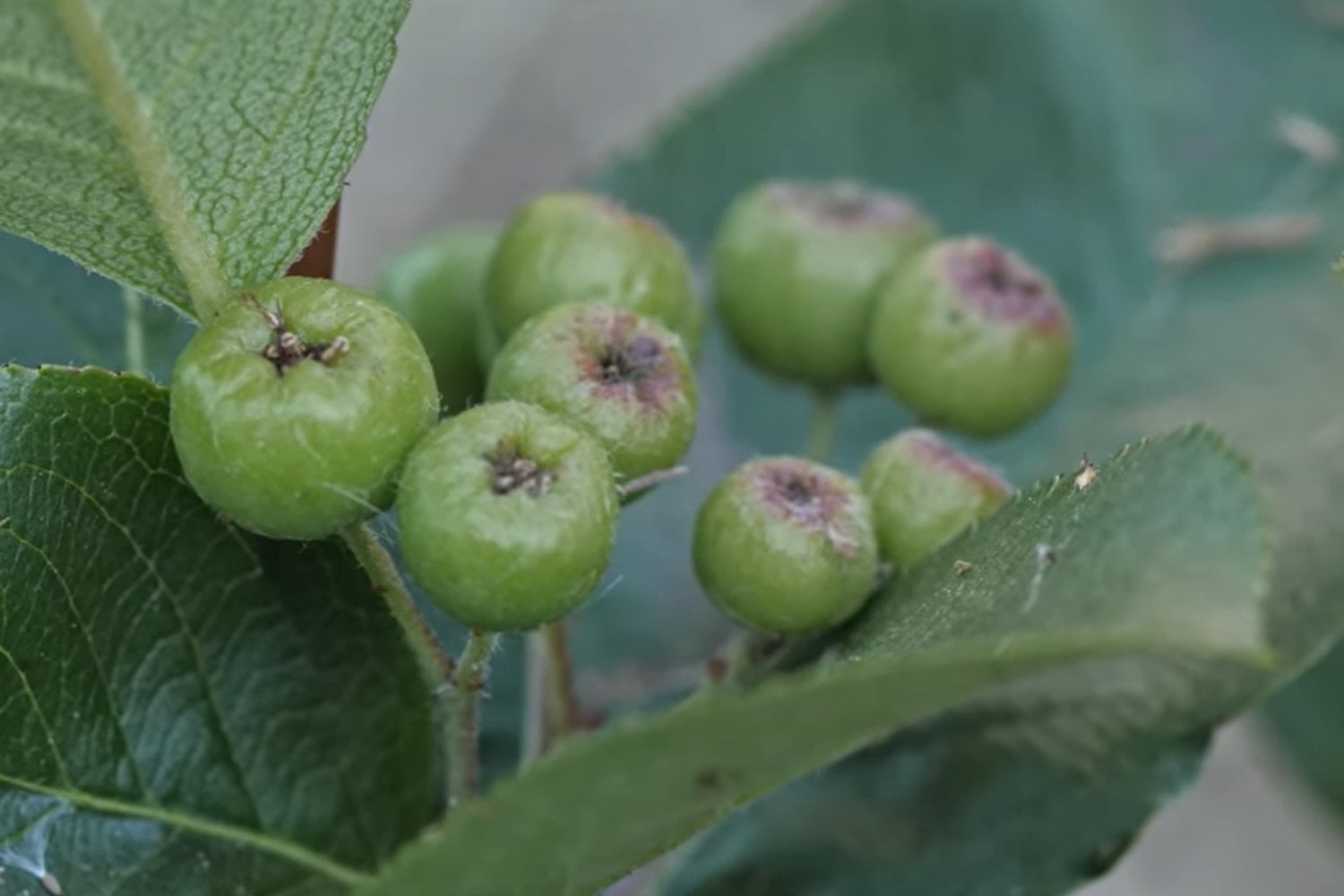 Aronias negras fruta saludable