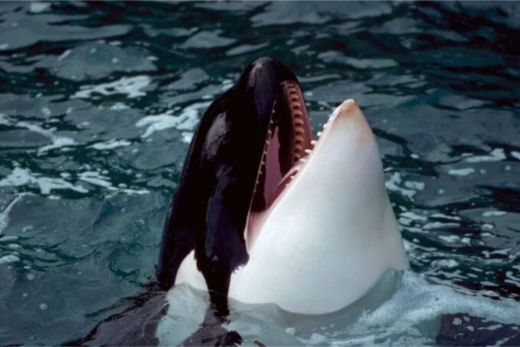 Diseño Sin Título 2024 12 03t122935.462