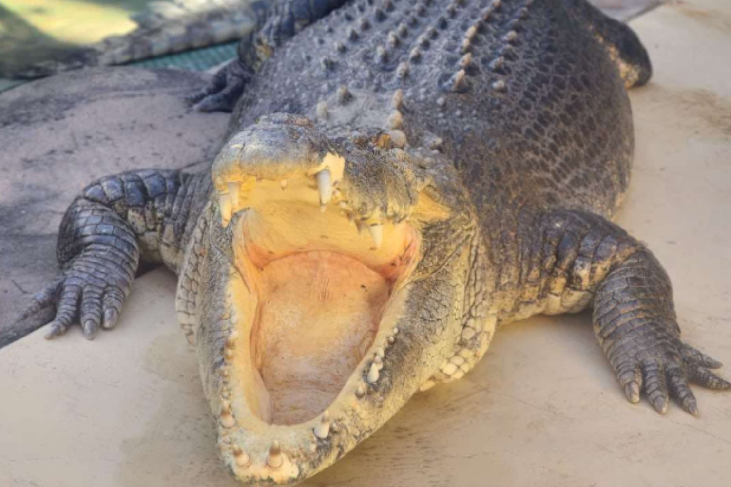 Burt, el icónico cocodrilo australiano de Cocodrilo Dundee, fallece a los 90 años