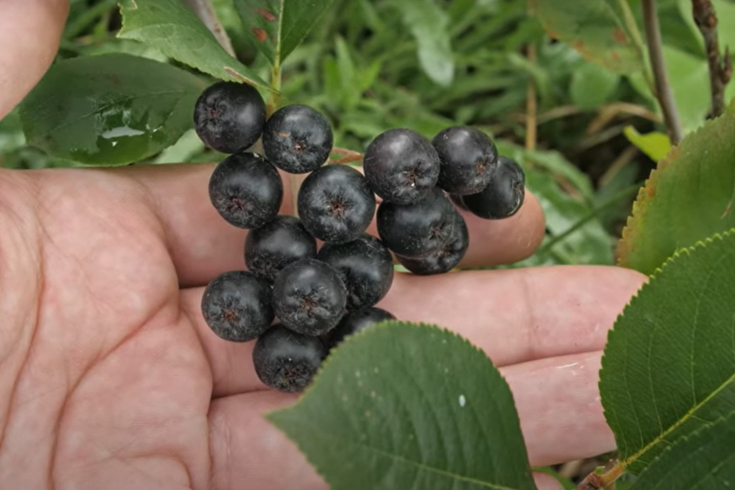 Aronias negras fruta saludable