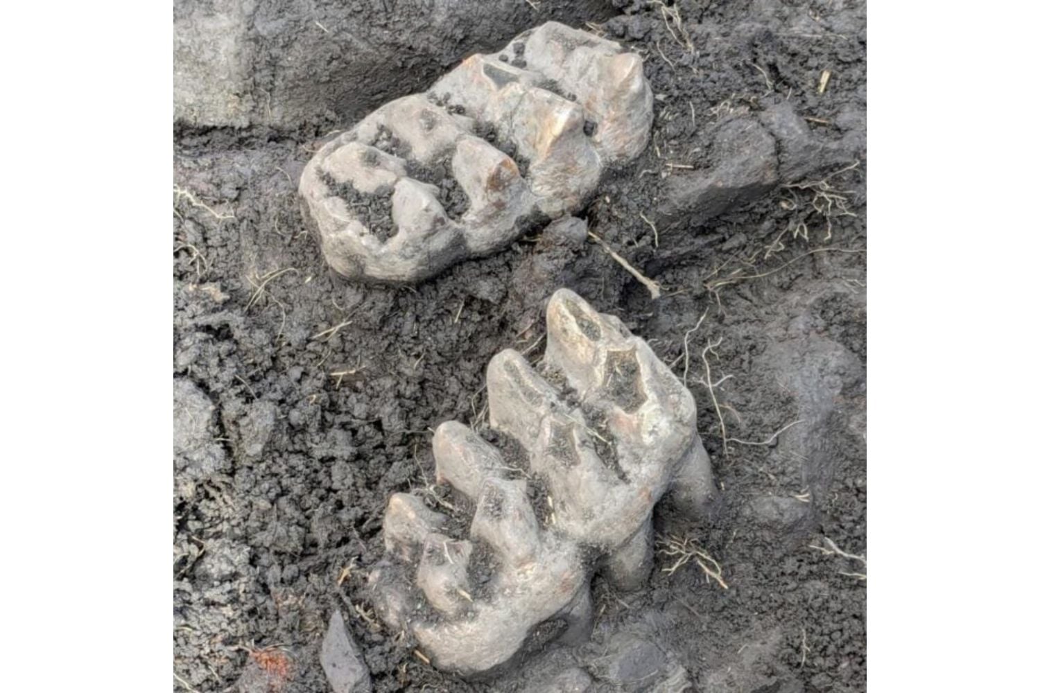 Diseño Sin Título (35)