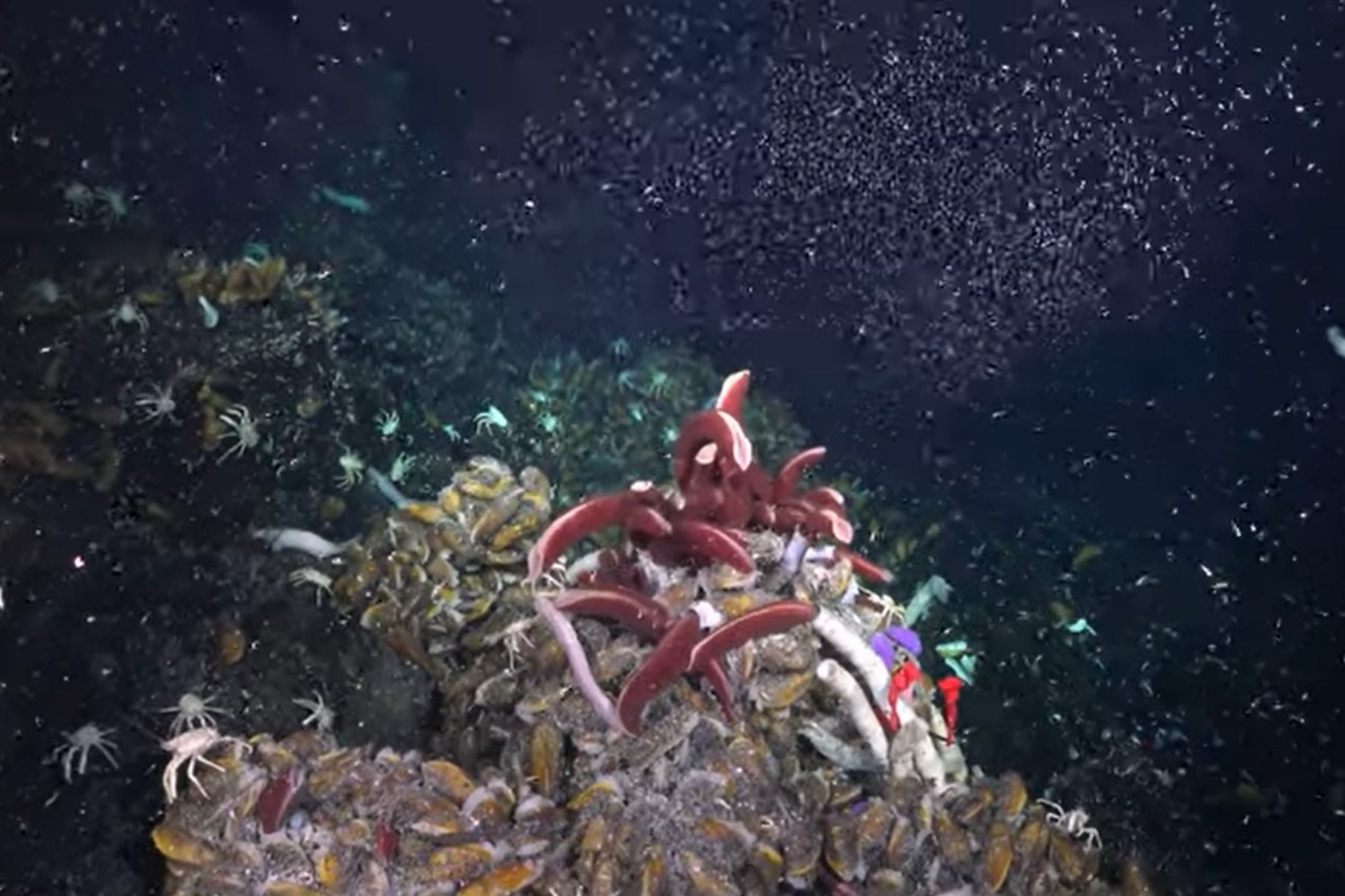 Investigadores descubren un ecosistema oculto en las profundidades marinas con gigantescos seres que cambian lo que sabíamos sobre el océano