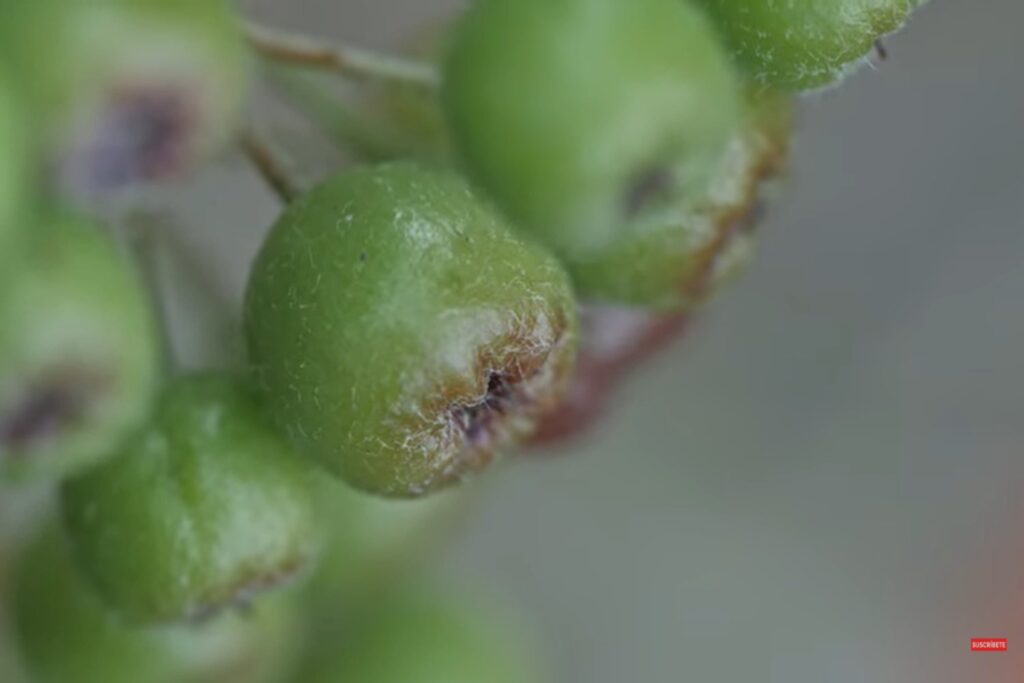 Aronias negras fruta saludable