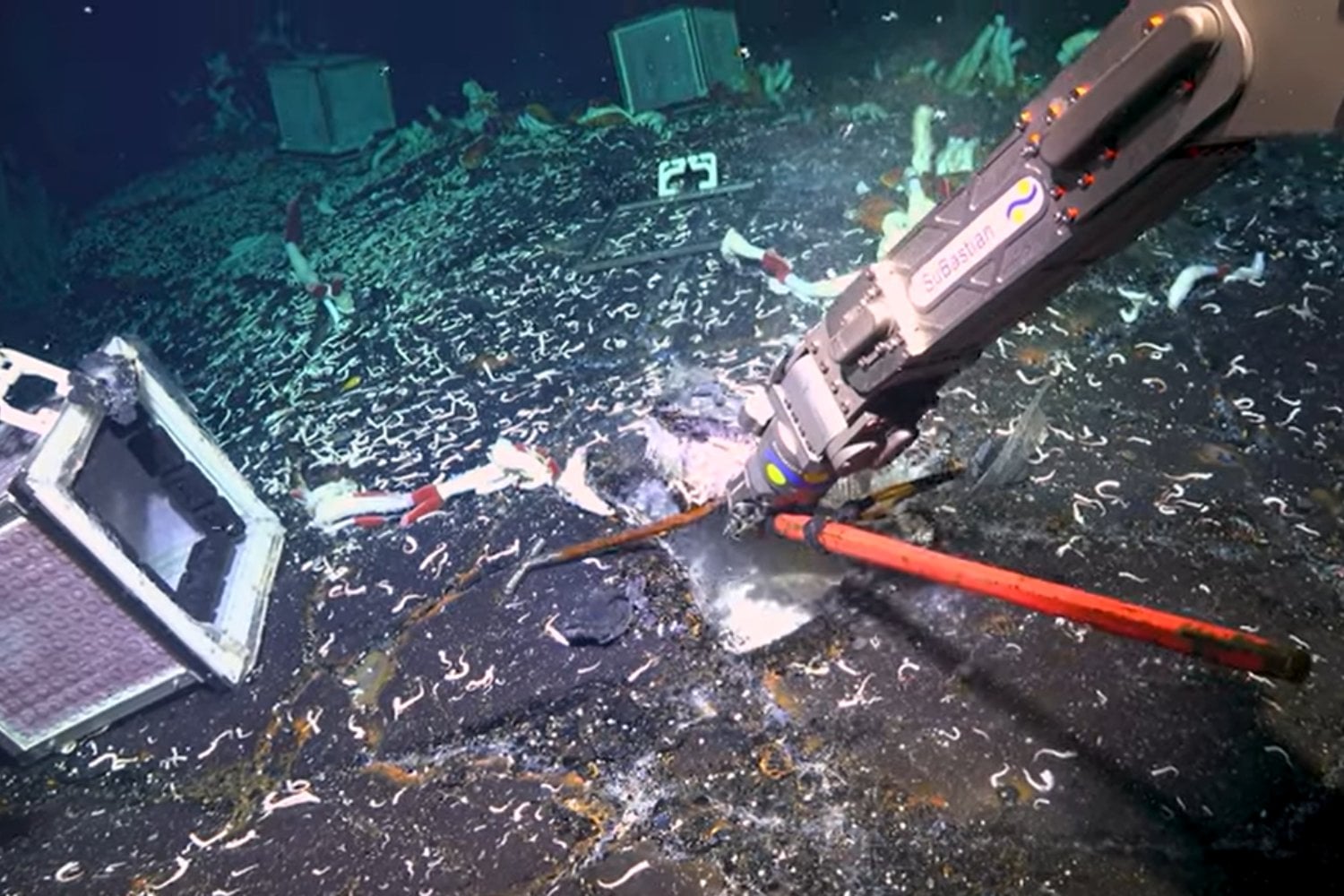 Investigadores descubren un ecosistema oculto en las profundidades marinas con gigantescos seres que cambian lo que sabíamos sobre el océano