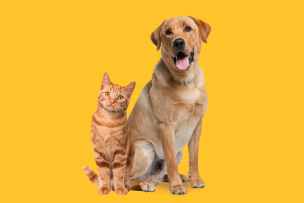 ¿Cuál es más inteligente: perros o gatos? Descubre qué dicen los expertos