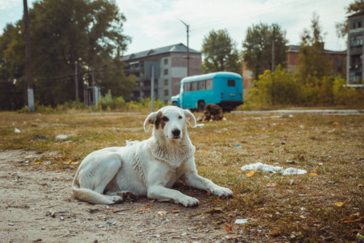 Los perros de Chernobyl: un hallazgo genético que desconcierta a los científicos