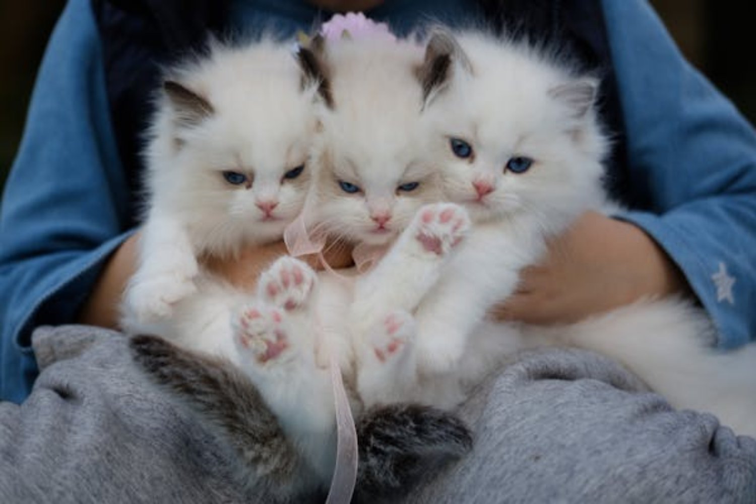 Gatos comportamiento