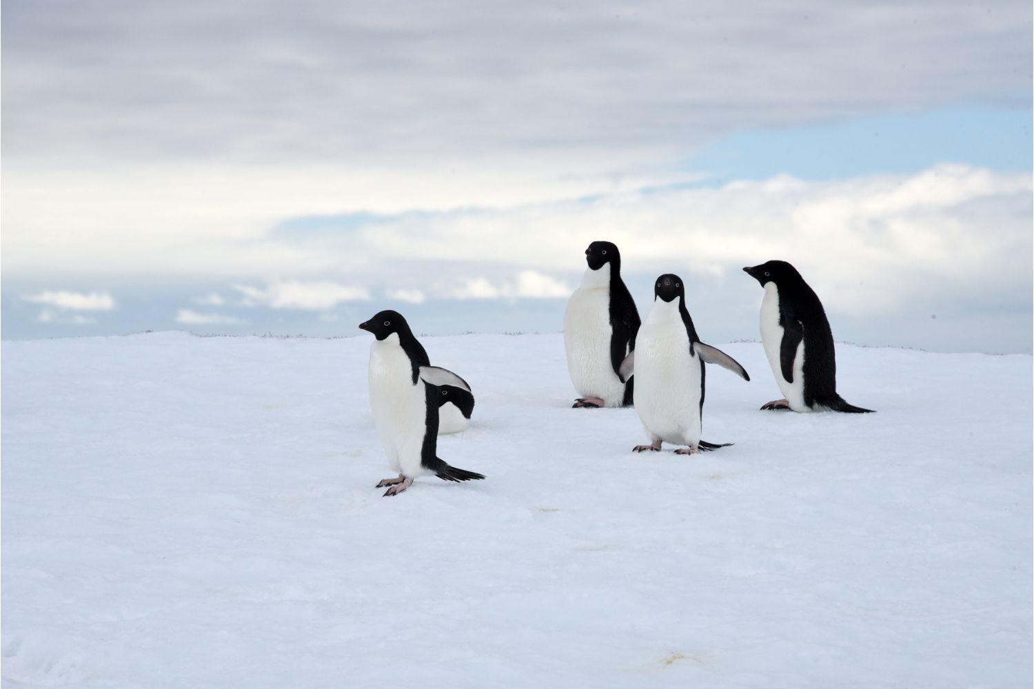 Diseño Sin Título (57)