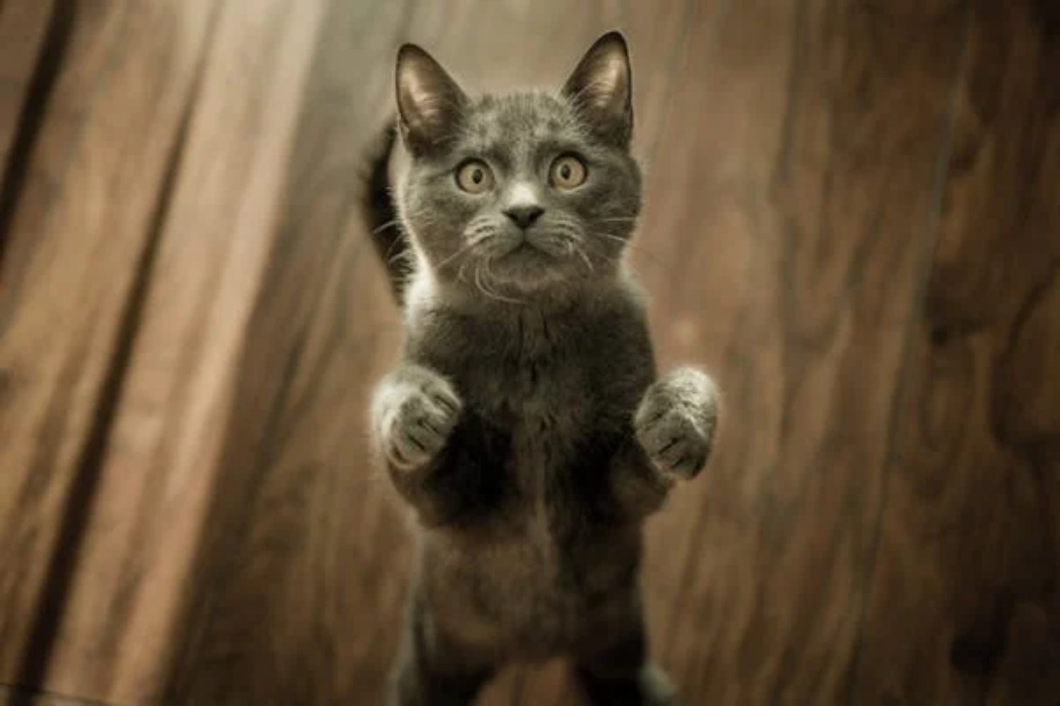 Gatos comportamiento